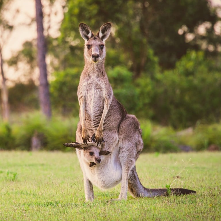 Kangaroos