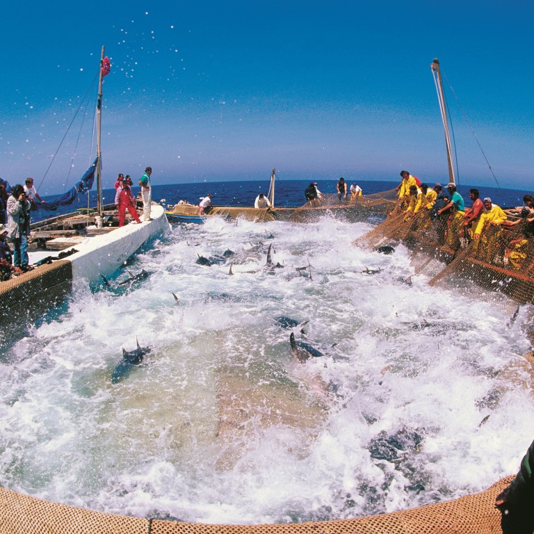 The Tiny Italian Island Feeding Japanese Appetites For Bluefin Tuna Sushi And Sashimi South China Morning Post