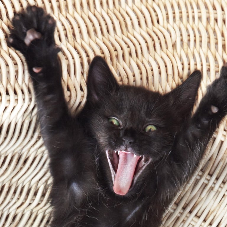 Good or bad luck? Black cats are seen as unlucky in the West, but in Asia, that’s not entirely the case. In Japan, they’re believed to be very lucky – especially for single women looking for suitors.