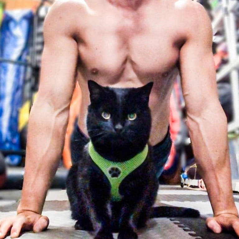 Simon the cat, with his human JJ Yosh, is one of the famous Instagram cats. Simon has 280,000 followers. Photo: Instagram @backpackingkitty