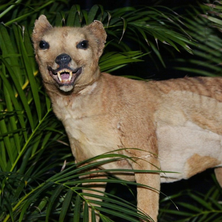 Australia Reports Eight Sightings Of Long Extinct Tasmanian