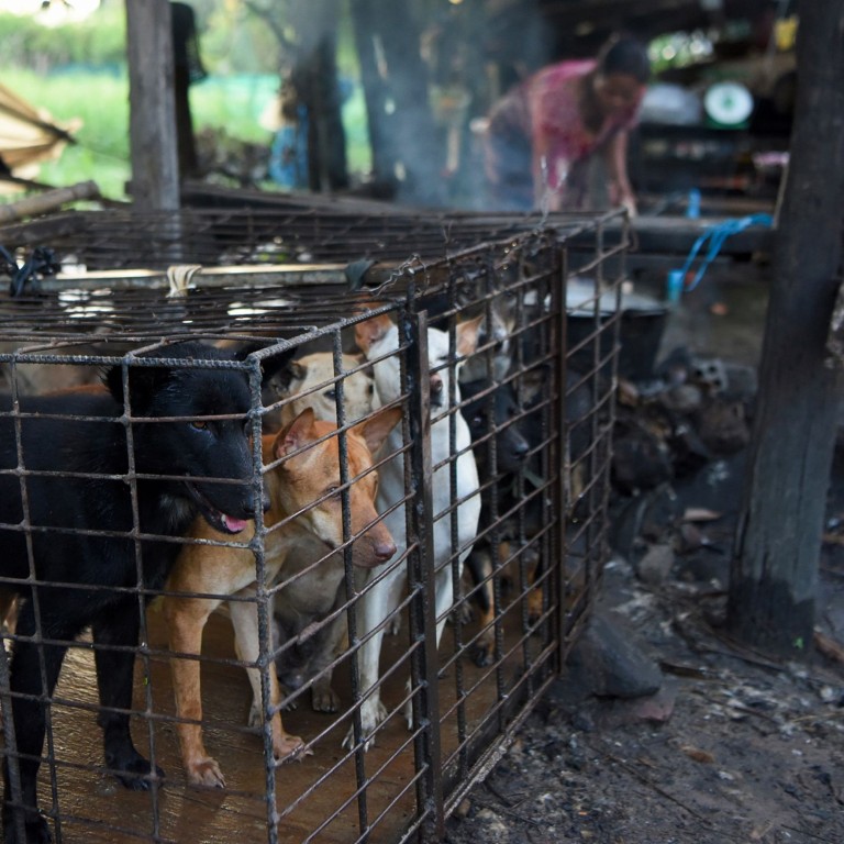 traders village dogs