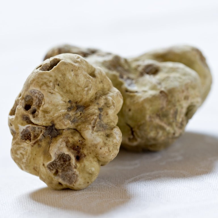 Highly prized white truffle only keeps fresh for around five days, according to experts.