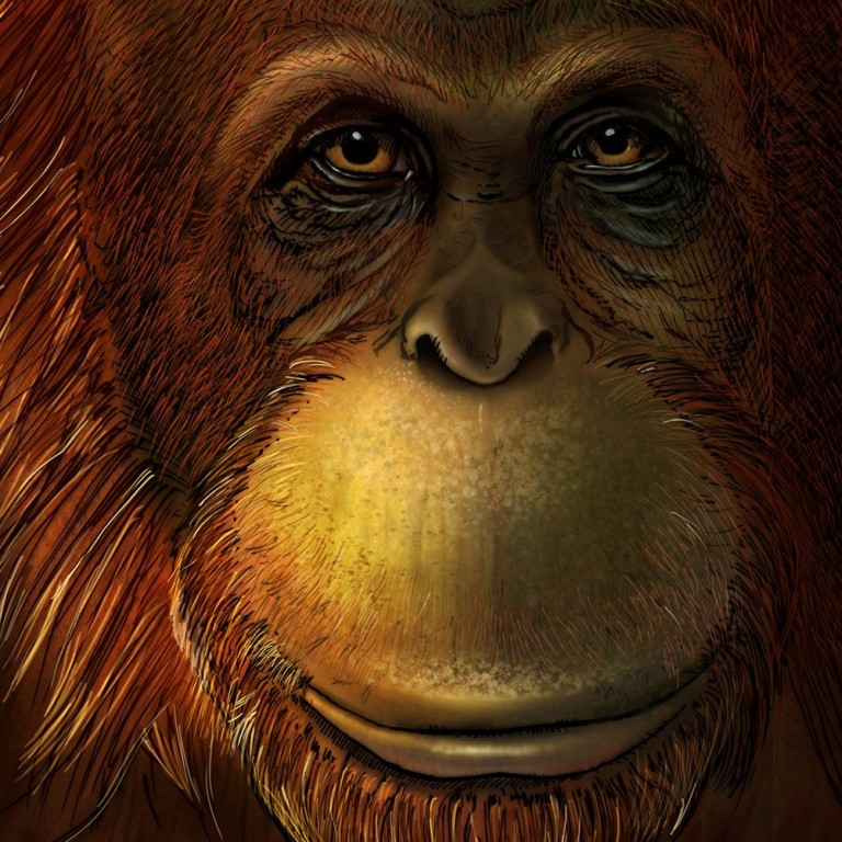 China’s huge mysterious extinct ape ‘Giganto’ was an