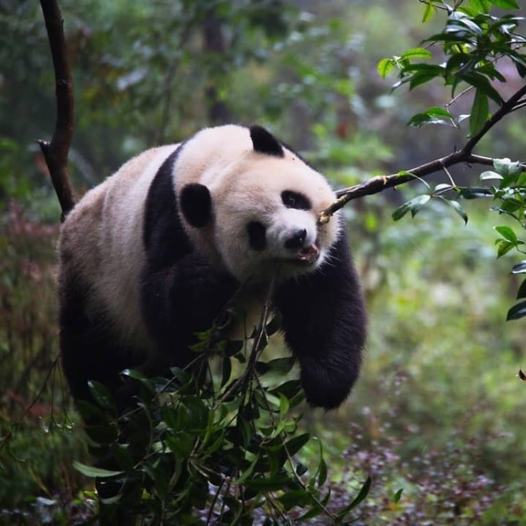 At the China Conservation and Research Center for the Giant Panda, you can sign up for a week-long programme to help feed the animals. Photo: @hayesomg/Instagram.