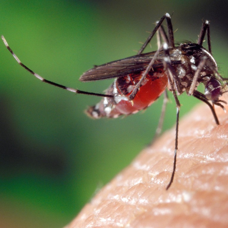 Release Of Sterile Mosquitoes Planned To Limit Spread Of Dengue Fever Zika Virus And Other Deadly Diseases South China Morning Post