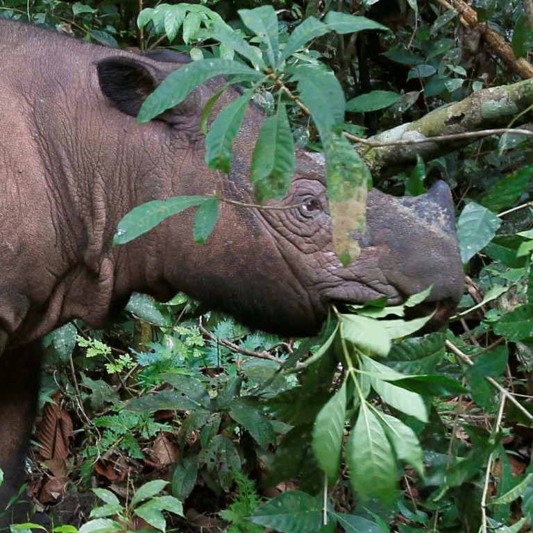 Kertam The Sumatran rhinoceros has become extinct in Malaysia | South China ...