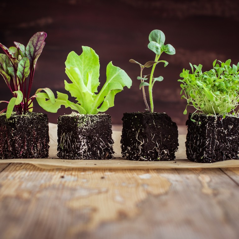 Hong Kong’s Aqua Group uses a new agricultural technology to grow four non-indigenous herbs to create novel dishes.
