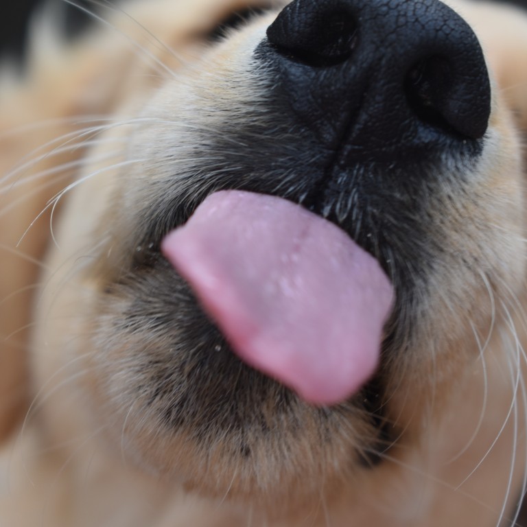 Download A Dog Licked A Healthy Man The Man Died Within Weeks After Desktop Wallpaper Wallpaper A Dog Licked A Healthy Man The Man Died Within Weeks After For Android Free