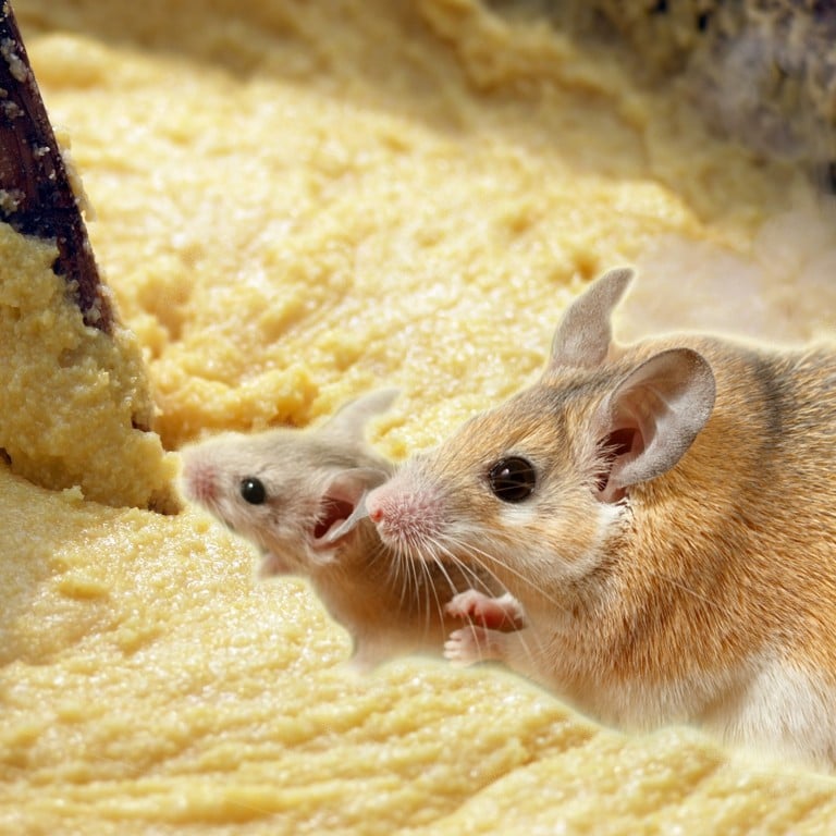 Mice which were fed polenta only for days during scientific experiments in the 1970s showed a spike in sexual activity and mated significantly more than usual. Photo: Getty Images/iStockphoto