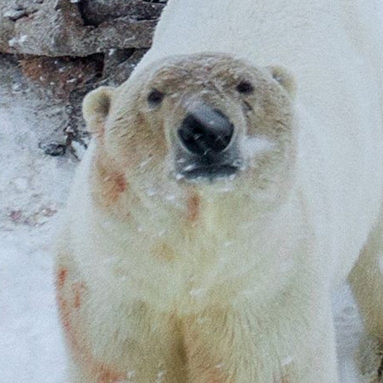 Over 50 Polar Bears Gather Outside Village In Russia As Arctic