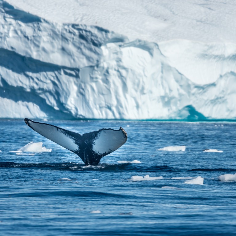 There is the occasional sighting of a humpback whale amid the icebergs in the Arctic waters. Photo: Getty Images