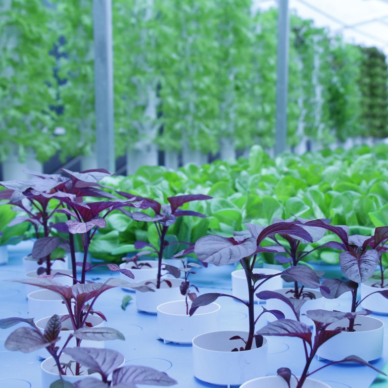Singapore Hotel S Aquaponic Rooftop Farm To Produce Vegetables And