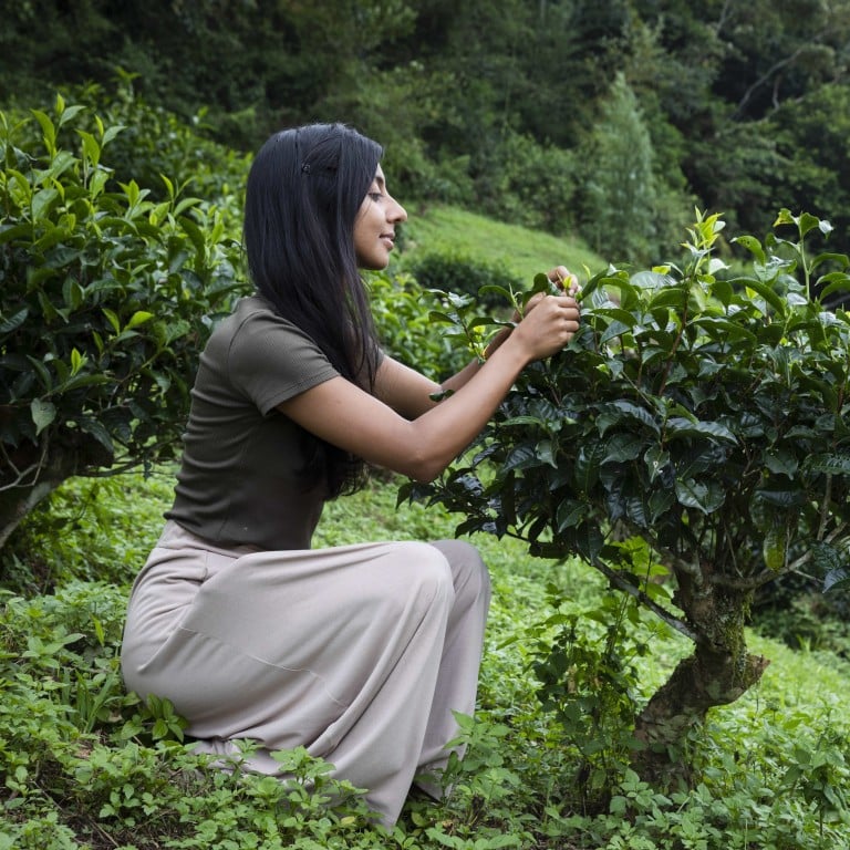 Resham Daswani visits a tea plantation, sourcing leaves for the tea meditation ceremonies she conducts in Hong Kong. Photo: Handout