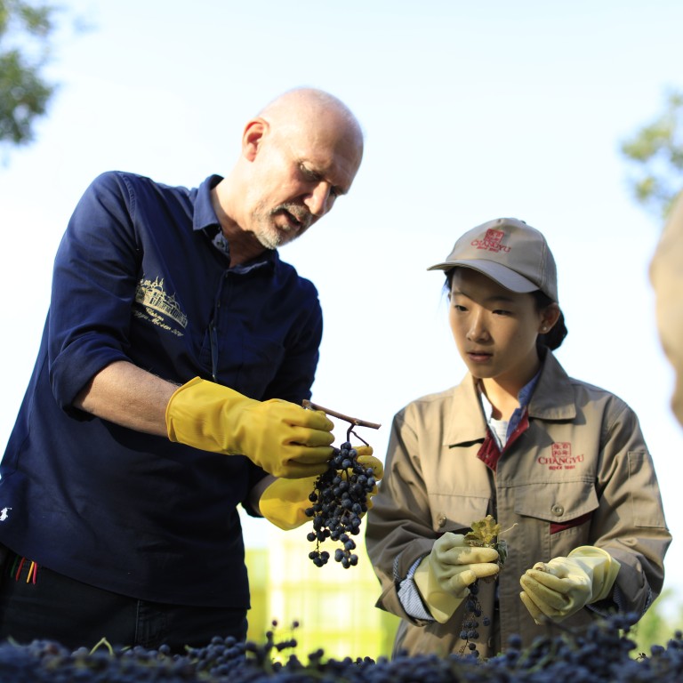 Lenz Moser, chief winemaker at Chateau Changyu Moser XV, sorts through harvest grapes. Photo: Changyu Moser