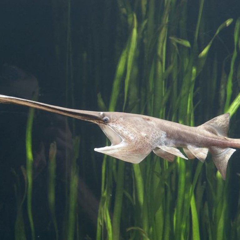 Paddlefish endangered clearance