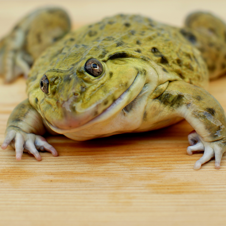 Eating fatty frog tissue is associated with younger-looking skin. Photo: Getty Images