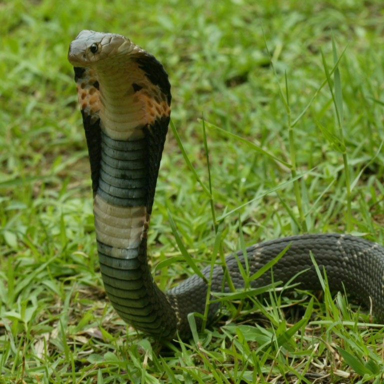 how do you get cobra