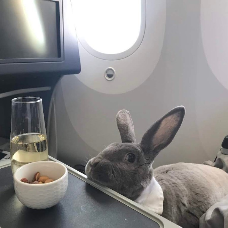 Coco the bunny flew first class with her owner, Takako Ogawa from San Francisco to Japan. Photos: Takako Ogawa
