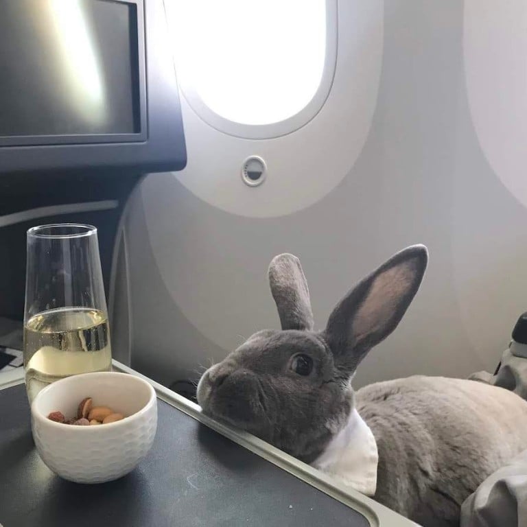 Coco the bunny flew first class with her owner, Takako Ogawa from San Francisco to Japan. Photos: Takako Ogawa