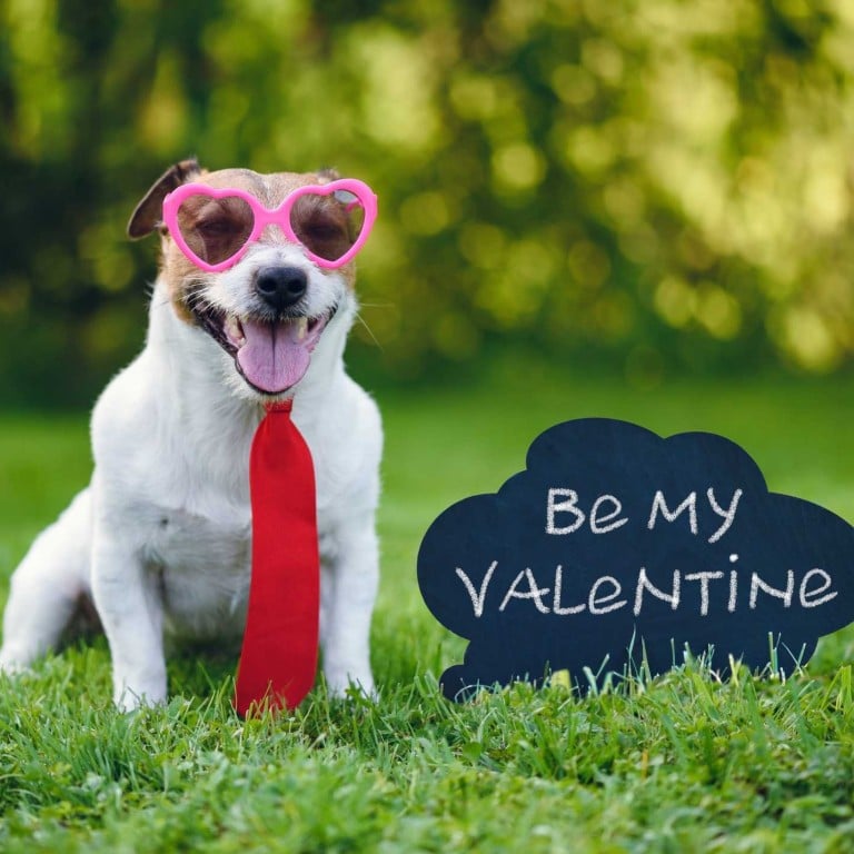 Much like the muddled history of Valentine’s Day, the reason for giving flowers on February 14 also isn’t clear – but this dog doesn’t seem to care.