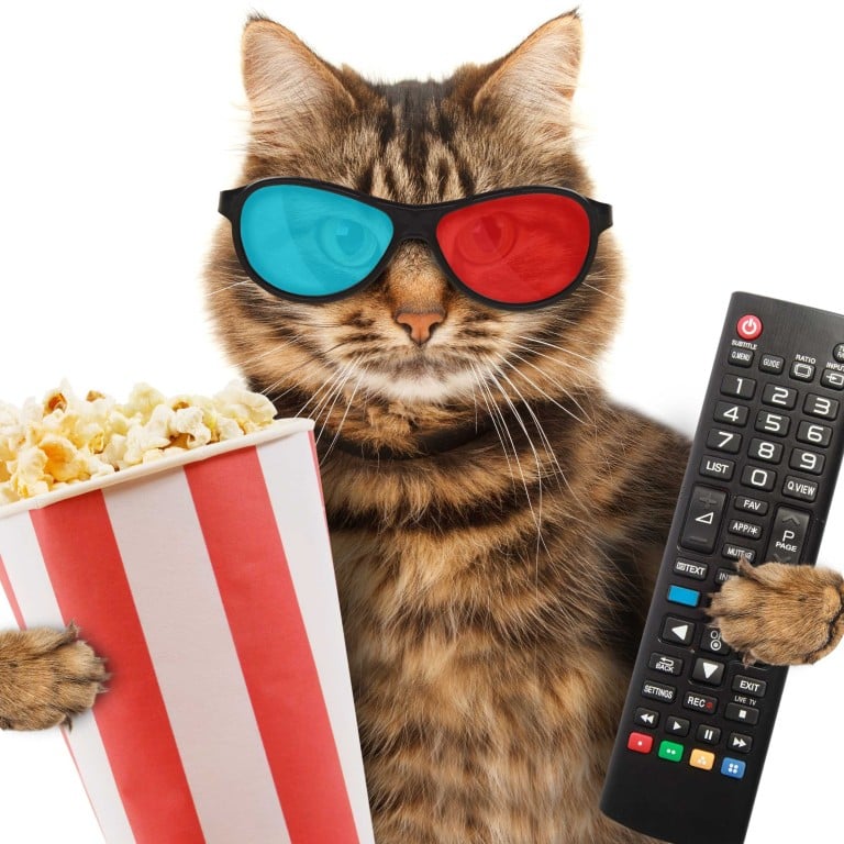 Are you ready for a cat film festival? Really – the Taiwan International Cat Film Festival is actually a thing. Photo: Getty Images
