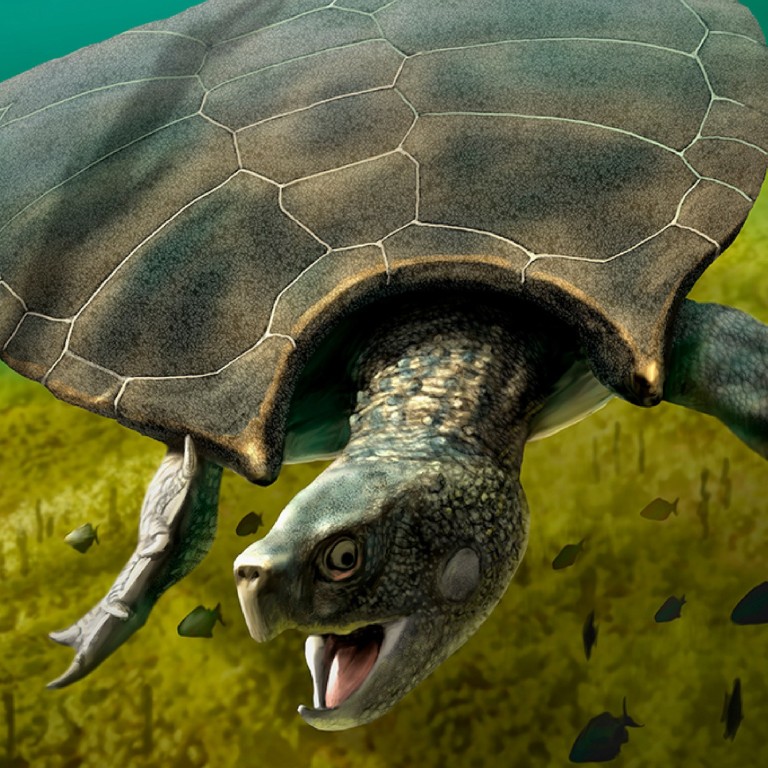 Car Sized Prehistoric South American Turtle Was Built For Battle South China Morning Post