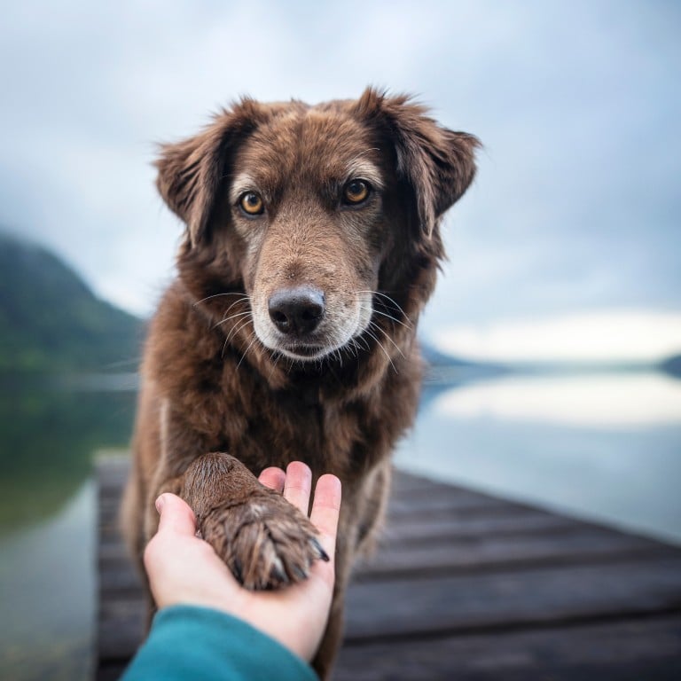 best animal