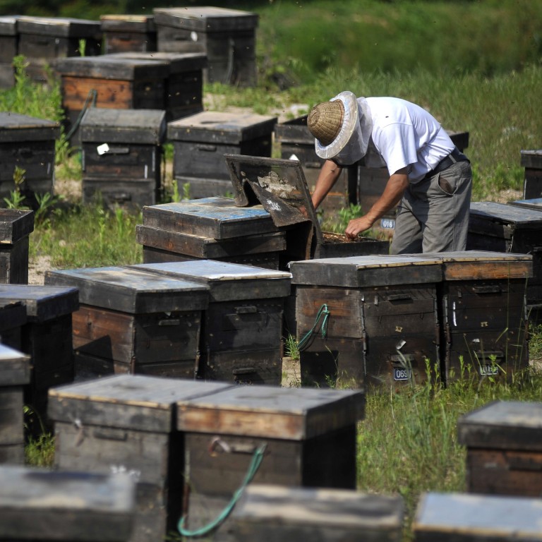 beekeeping industry in china ile ilgili görsel sonucu