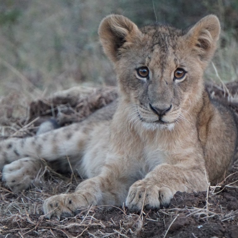 Gucci became the first luxury fashion brand to join The Lion’s Share initiative in February 2020. Photo: Gucci