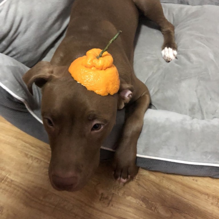 Ufc Yan Fury Xiaonan Celebrates New Ranking Playing With My Dog In Quarantine On Beijing Return South China Morning Post