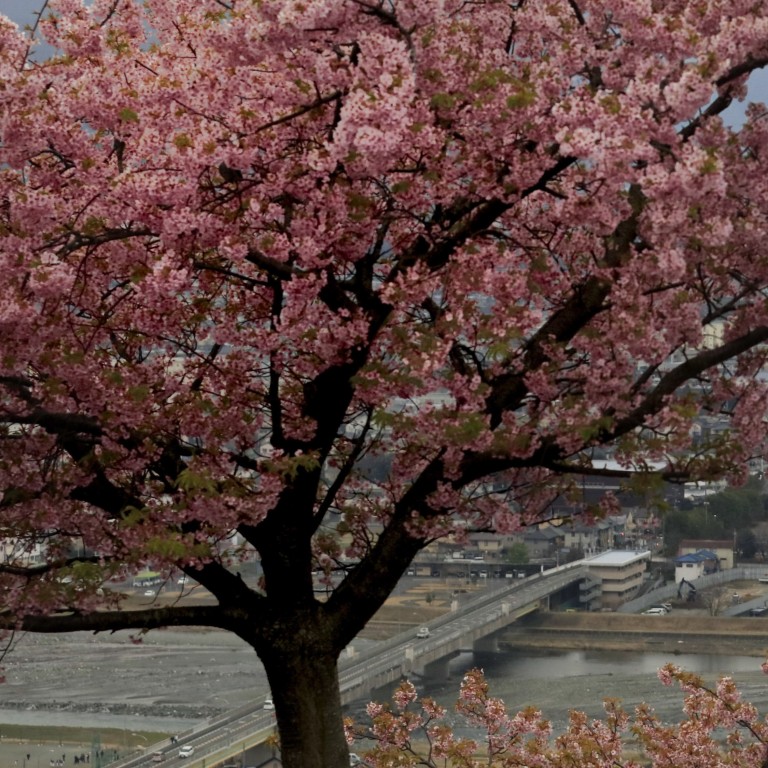 Wallpaper What Is The Meaning Of Cherry Blossom Flowers Entre Campos Free HD