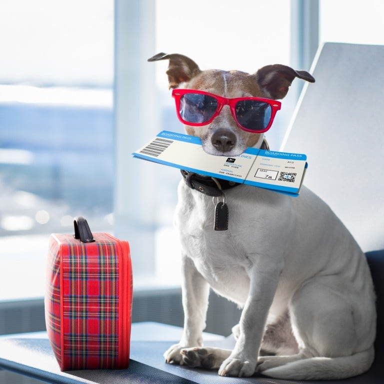 Many airports now cater to your four-legged friends, and four airports have gone the extra mile to build lounges where almost every creature on Earth can be housed, bathed and pampered. Photo: Getty Images