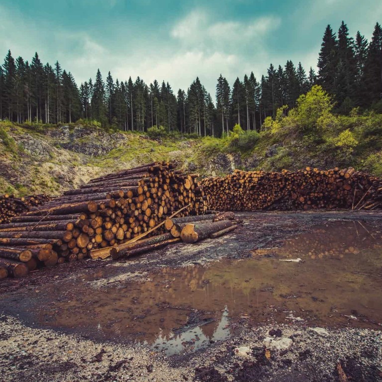 The average human goes through around 100 toilet rolls per year. Here we explore the issue with tissue, the forests paying the price, and what we can do about it. Photo: Green is the New Black