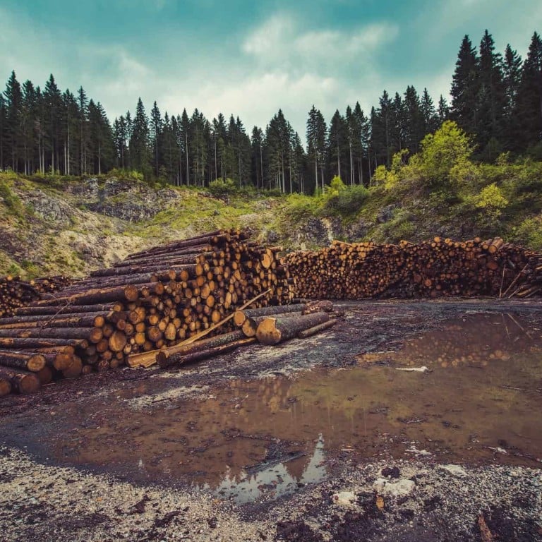 The average human goes through around 100 toilet rolls per year. Here we explore the issue with tissue, the forests paying the price, and what we can do about it. Photo: Green is the New Black