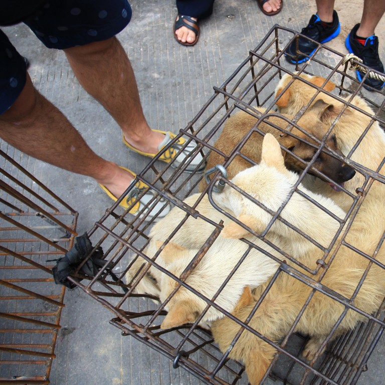 Shenzhen S Move To Ban Eating Cats And Dogs Welcomed By Animal