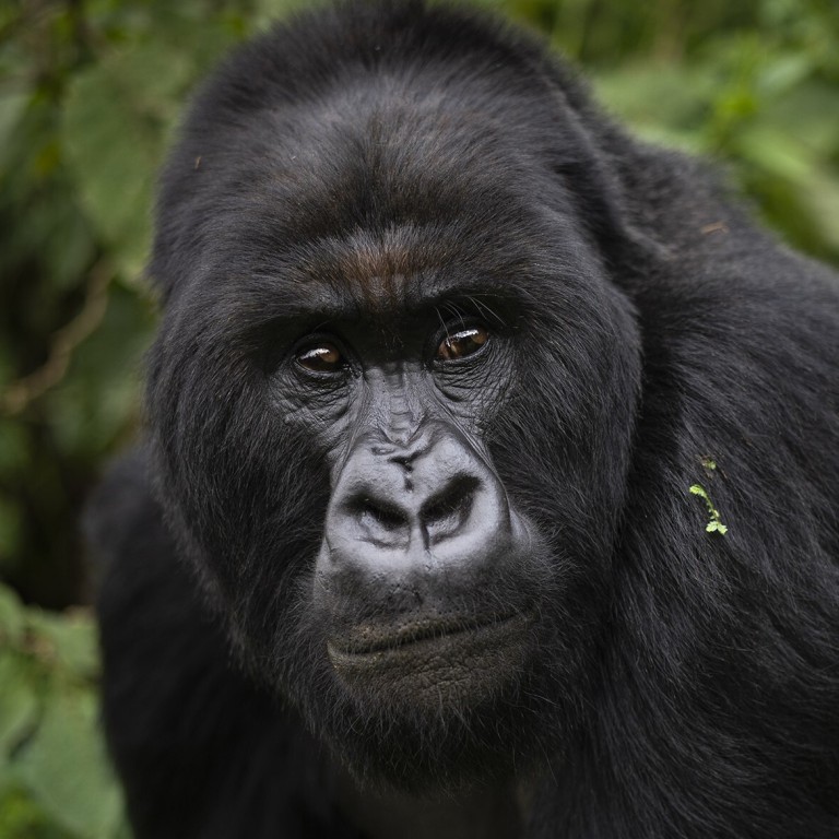 Coronavirus Risk To Great Apes Threatens Africa S Chinese Tourist Income South China Morning Post