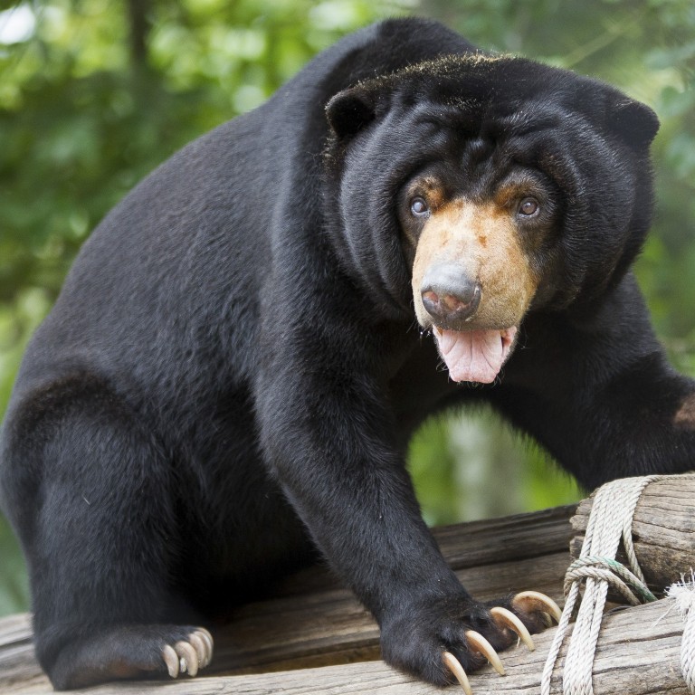 Wallpaper Five Animal Shelter Charities That Need Your Help As Funding Dries For Android Free
