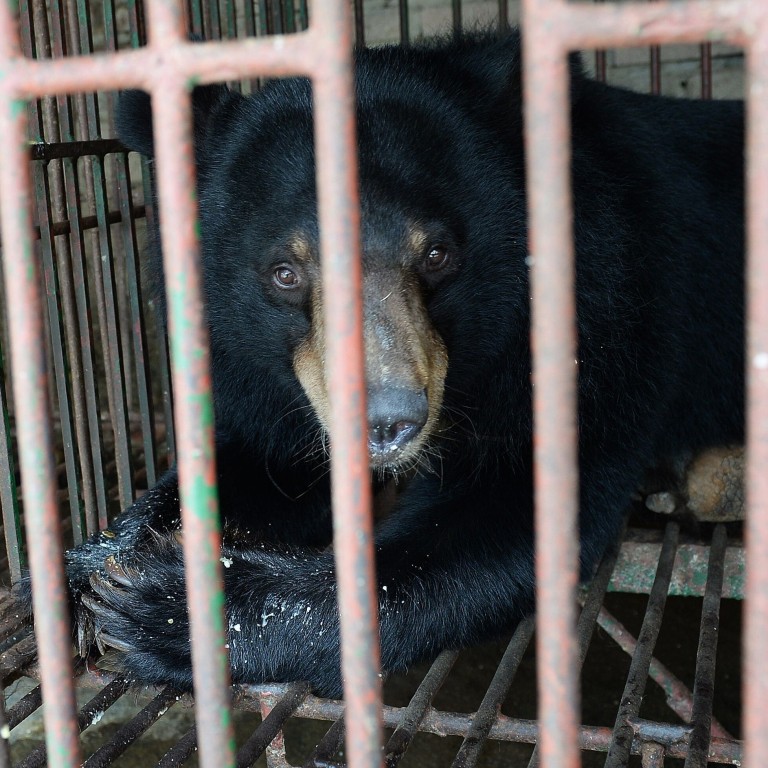 Coronavirus China’s bear bile ‘treatment’ for Covid19 alarms wildlife