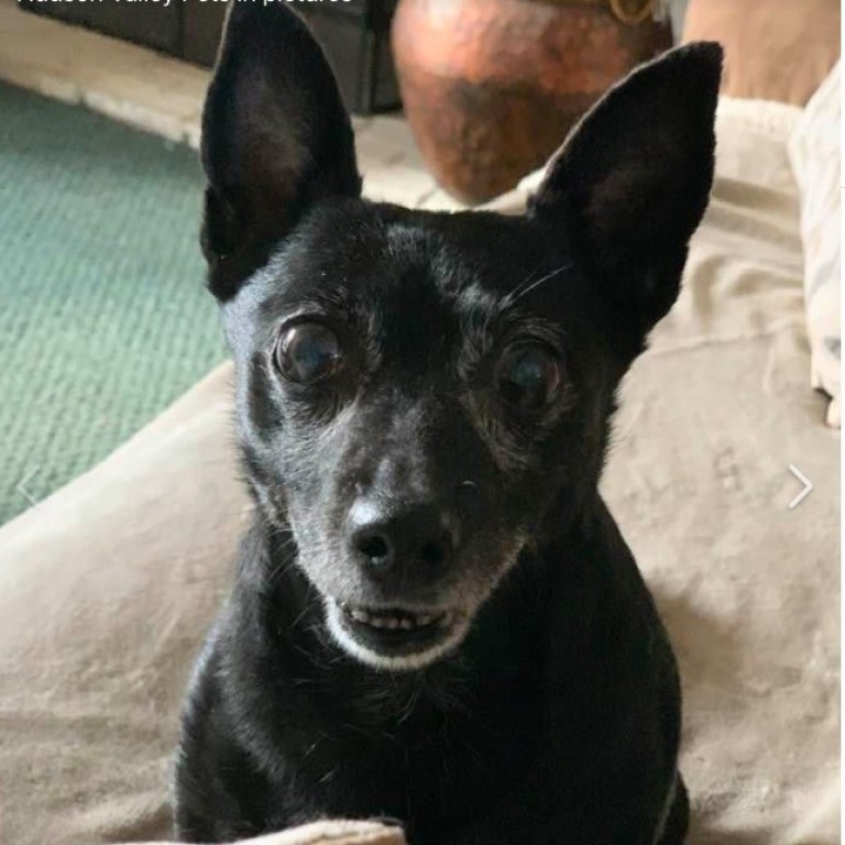 The Cute Dog Photos Helping Pet Owners Deal With Covid 19 South