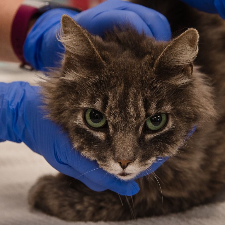 Coronavirus Two Cats In New York Become First Us Pets To Test Positive South China Morning Post