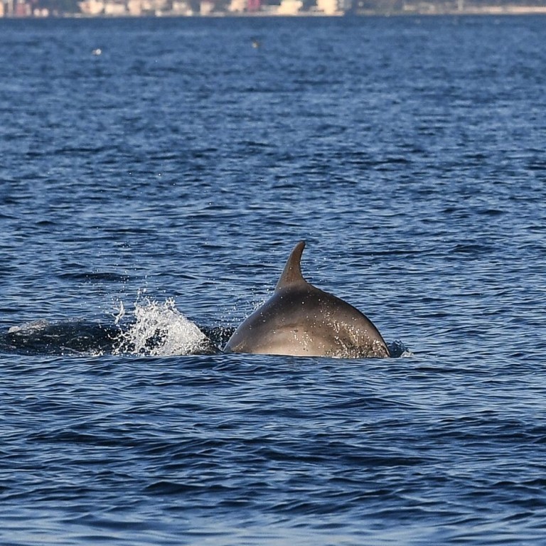 Dolphins Reclaim Transcontinental Waterway In Turkey As Coronavirus Silences Istanbul South China Morning Post