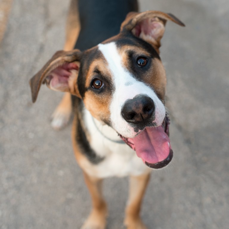 Pets don’t catch coronavirus easily or spread it to other animals