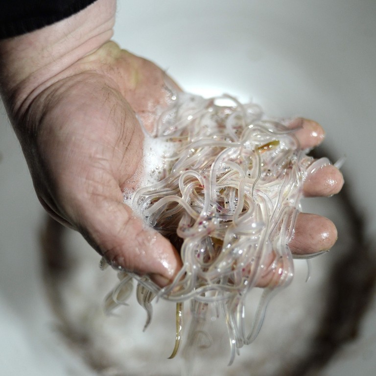 ‘One of world’s biggest wildlife crimes’ glass eel smuggling and how