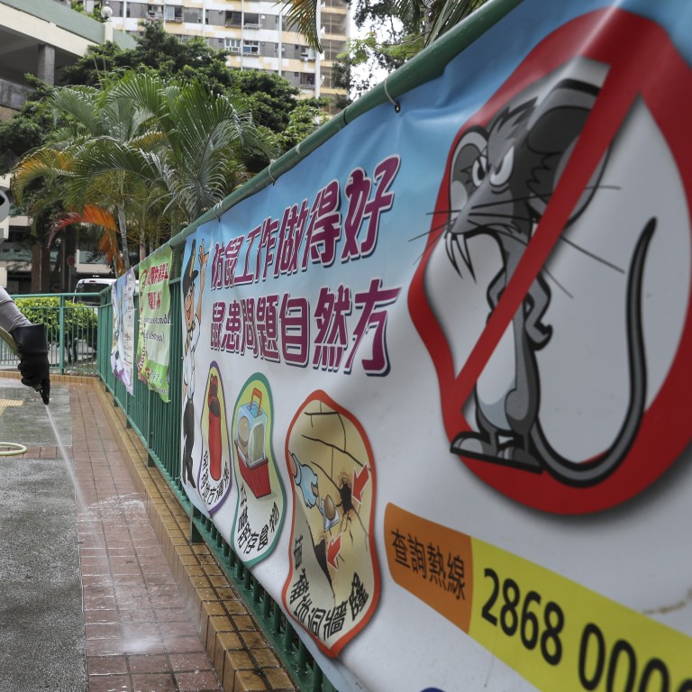 Hong Kong Man Diagnosed With Rat Hepatitis E Infection After Being Admitted To Hospital For Underlying Illnesses South China Morning Post