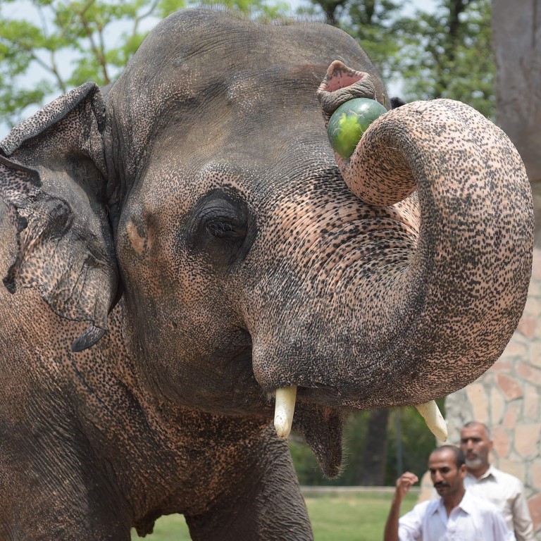 Cher Overjoyed As Pakistan Agrees To Free Lonely Elephant Kaavan South China Morning Post
