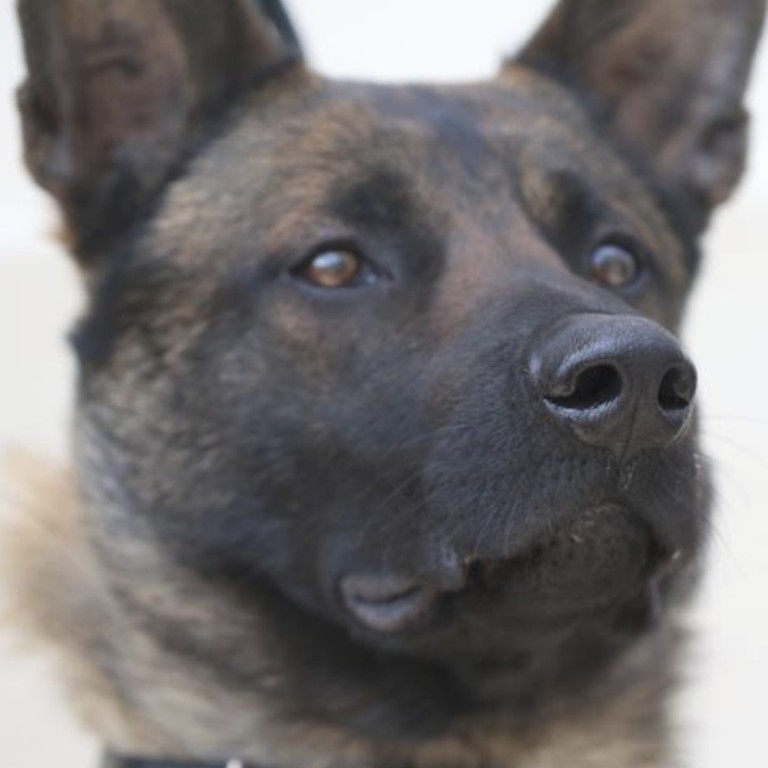 Belgian Shepherd Dogs Trained To Sniff Out Coronavirus Score Top
