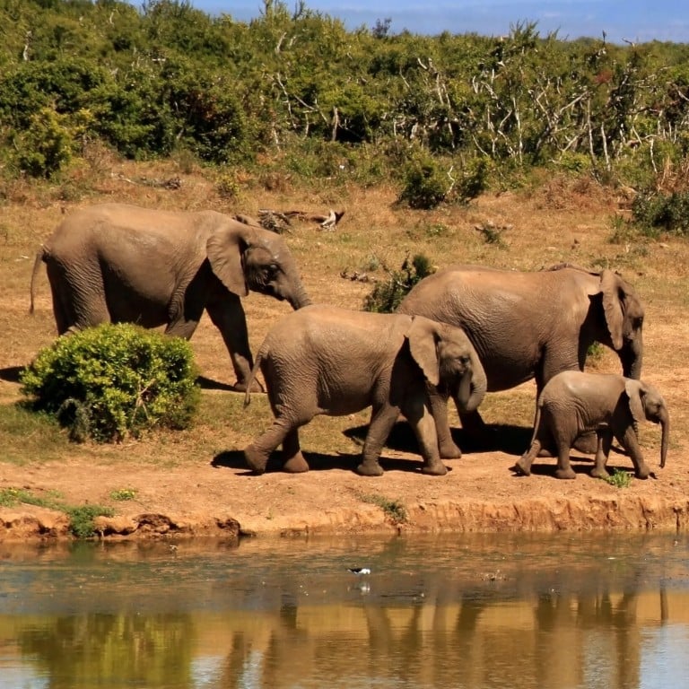 Watch elephants, hippos, wildebeest, zebra and buffalo wallowing and washing on the African planes … over a live-stream during lockdown. Photo: Pexels