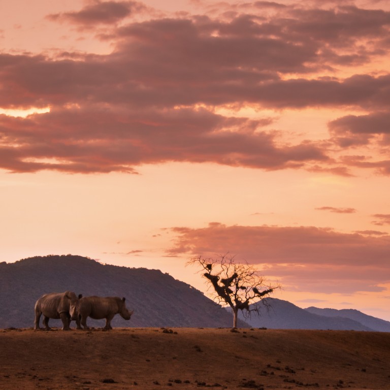 Rhinos are targeted by poachers for their horns, which are ground down and used for spurious medicines, but luxury travellers can help with efforts to protect the species. Photo: South African Tourism