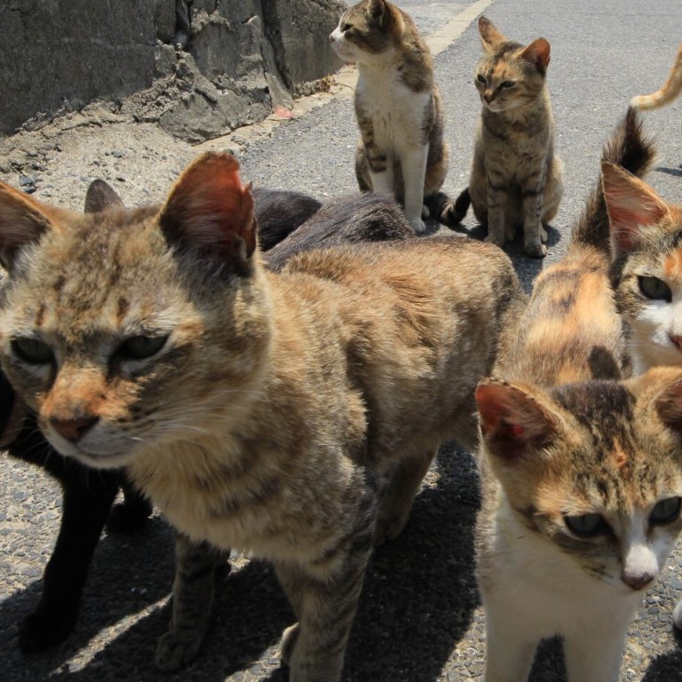 Mystery Of Japan S Cat Island Deaths May Be Solved After Elderly